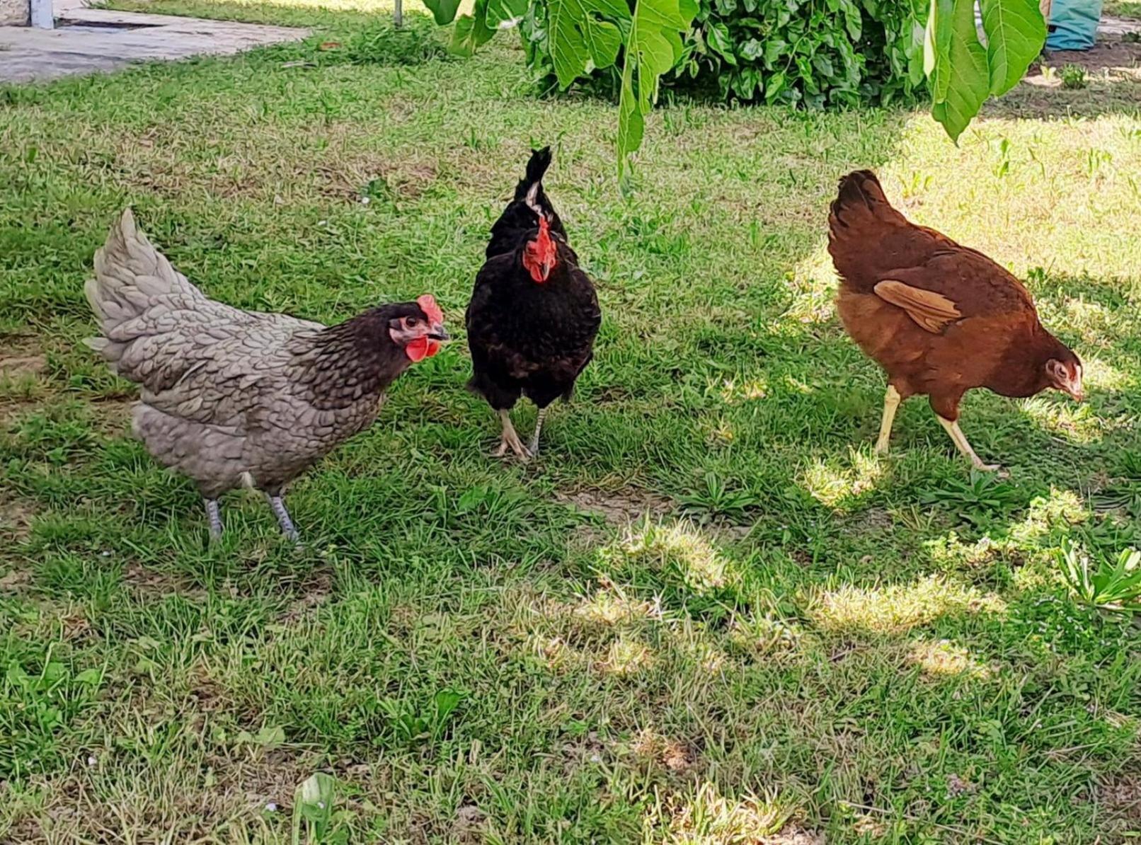 Les Gites De Lescurou Limogne-en-Quercy Exteriör bild